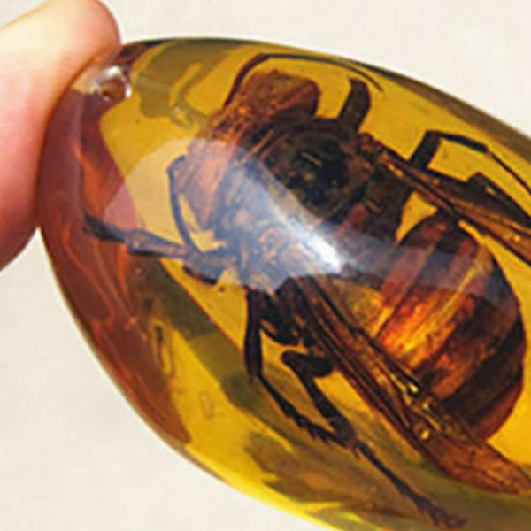 Gelbe Bernstein Bienen natürliche Insekten Bernstein Exemplare
